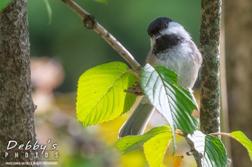 7949 Black-Capped Chickadee