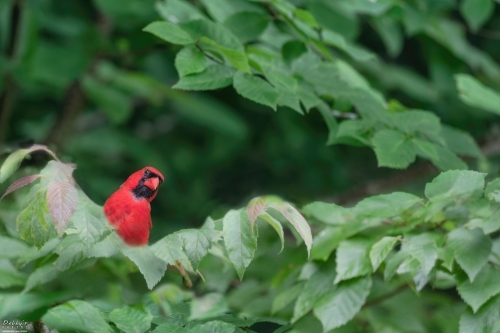 8355 Male Northern Cardinal sitting in tree