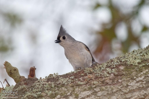 FL1188b Tufted Titmouse Singing