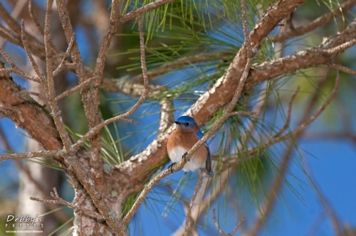 FL1288 Male Eastern Bluebird and Matching Blue Sky