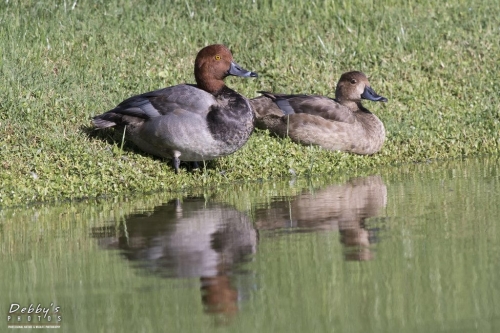 FL3069 Redhead Ducks