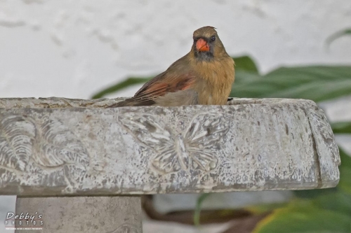 FL3072 Wet Female Cardinal