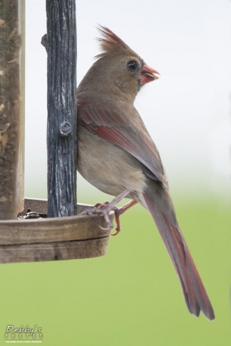 FL3081 Female Cardinal