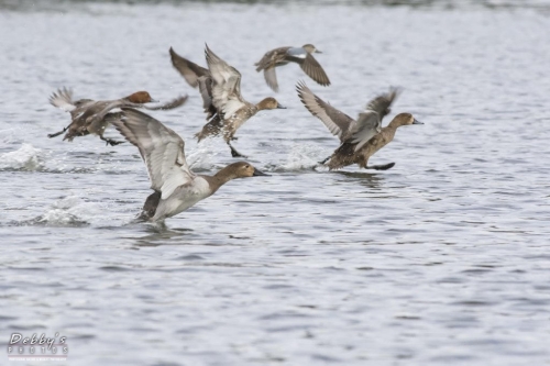 FL3083 Ducks taking off