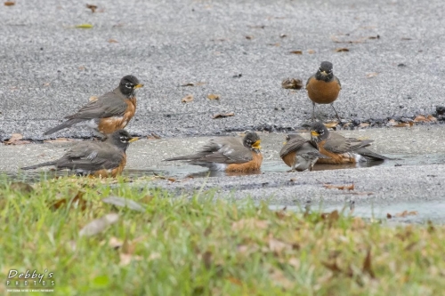 FL3087 Robins Bathing