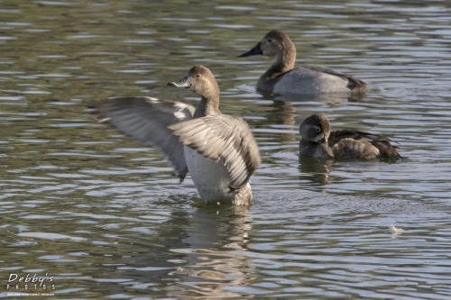 FL3098 Ducks