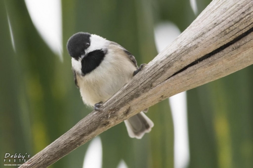 FL3100 Black-capped Chickadee