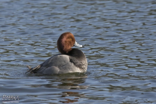 FL3102 Male Redhead Duck
