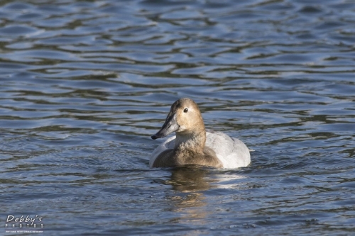 FL3112 Female Canvasback Duck