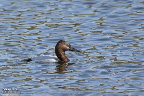 FL3113 Male Canvasback Duck