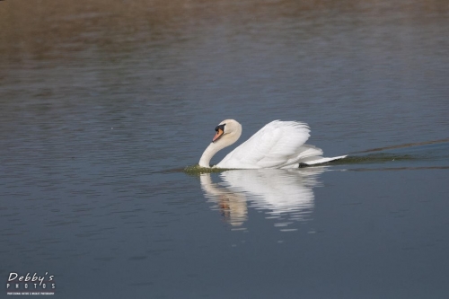 FL3131 Mute Swan