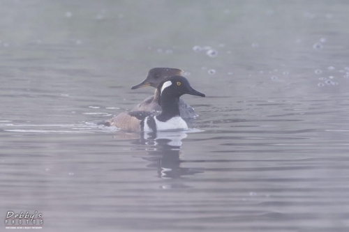 FL3235 Hooded Merganser Pair