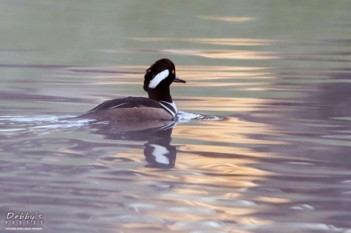 FL3236 Male Hooded Merganser at sunrise