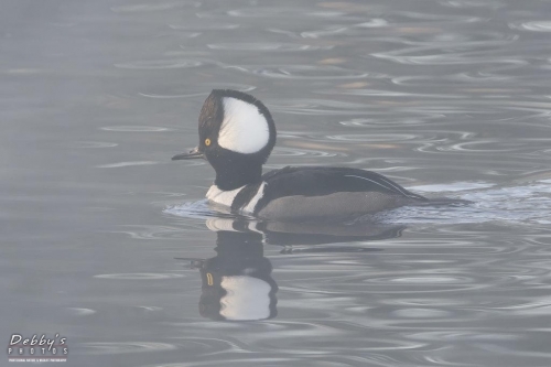 FL3240 Hooded Merganser