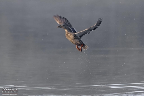 FL3380 Female Mallard in flight, water drops