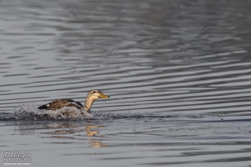 FL3382 Female Mallard Landing in the pond