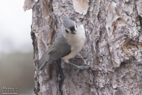 FL3395 Tufted Titmouse