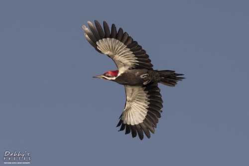 FL3400 Pileated Woodpecker