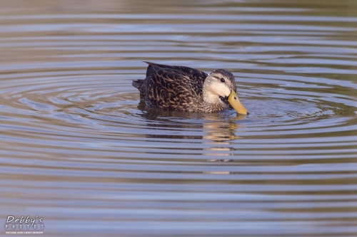 FL3447 Mottled Duck