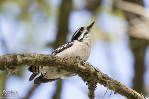 FL3509 20140323 0033 Male Downy Woodpecker
