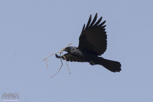 FL3579 Boat-tailed Grackle and nesting material
