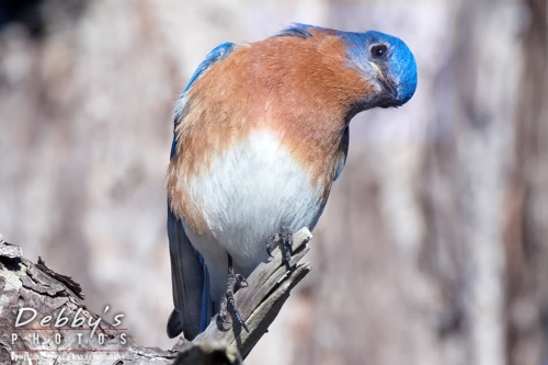 FL3715c Male Eastern bluebird with cocked head