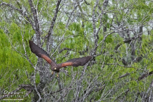 2973TX Harris Hawk