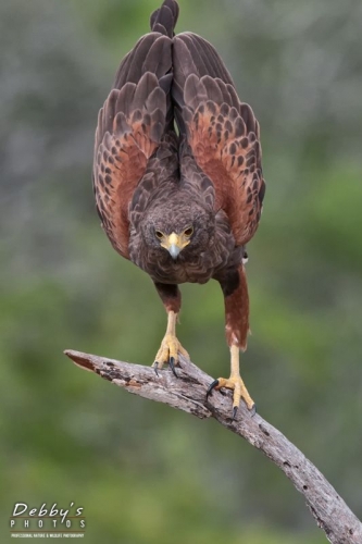 2974TX Harris Hawk