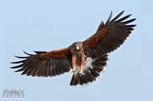 2996TX Harris Hawk