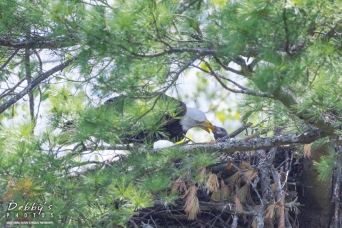 3905 Bald Eagle feeding eaglet