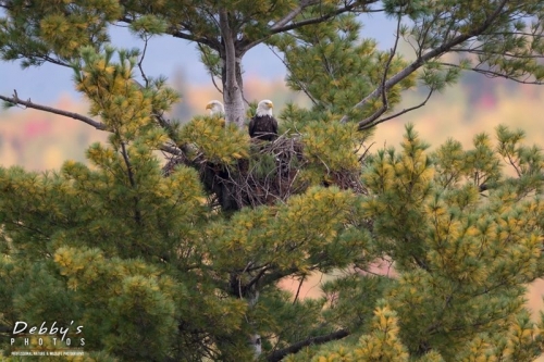 5034 Pair of Bald Eagles, Fall Foliage