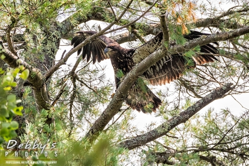 7447 Juvenile Bald Eagle spreading wings