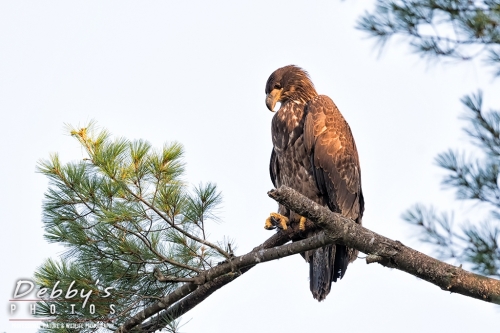 7454 Juvenile Bald Eagle