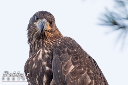 7455 Juvenile Bald Eagle giving the look