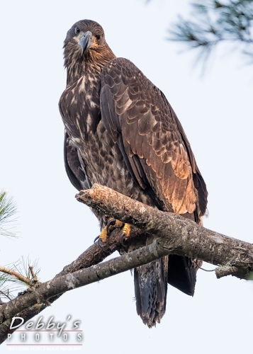 7455b Juvenile Bald Eagle giving the look