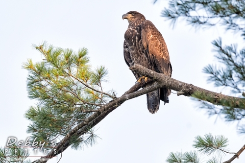 7456 Juvenile Bald Eagle