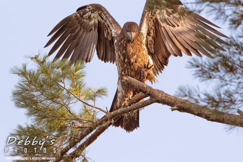 7470 Juvenile Bald Eagle Wings and Foot Up
