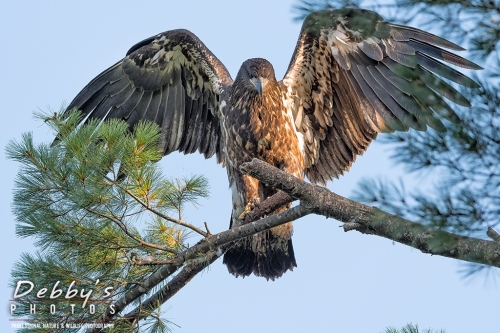 7471 Juvenile Bald Eagle