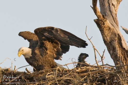 FL1502b Bald Eagle and Chick
