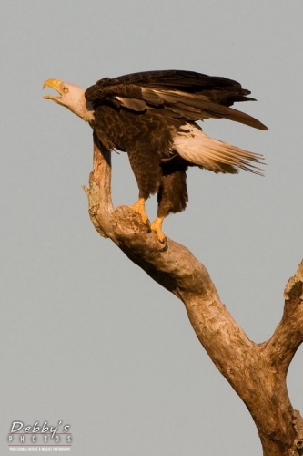 FL1835 Screeching Bald Eagle