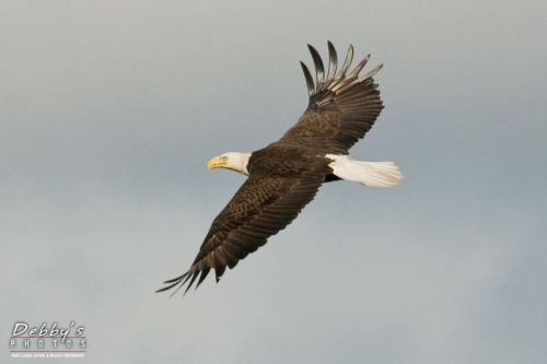 FL1868 Bald Eagle in Flight