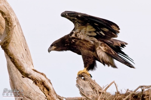 FL1871 Juvenile Bald Eagle Stretching Wings