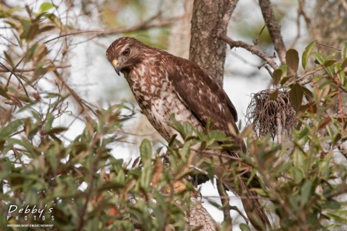 FL2005 Red-Shouldered Hawk