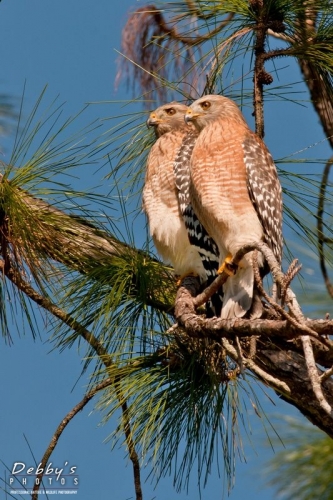 FL2254b Red-Shouldered Hawk Pair