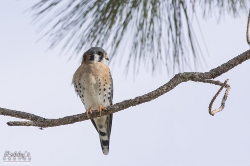 FL3077 American Kestrel on a branch