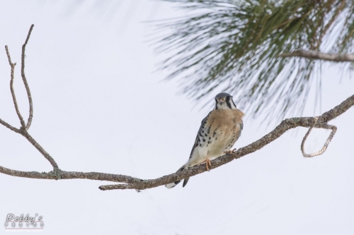 FL3078  American Kestrel on a branch