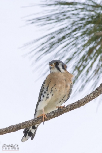 FL3079 American Kestrel on a branch