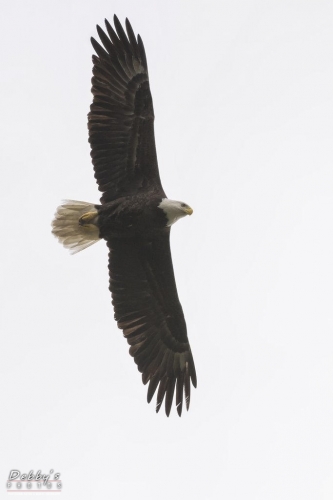 FL3114 Bald Eagle in Flight