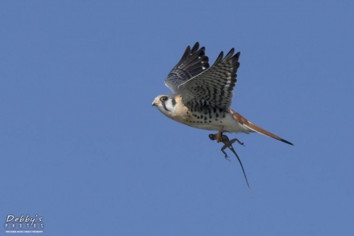 FL3129 Male American Kestrel in flight with lizard