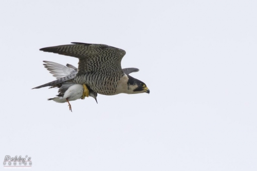 FL3132 Peregrine Falcon and shorebird prey